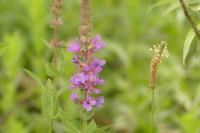 Lythrum salicaria