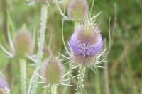 Dipsacus fullonum