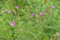 Epilobium hirsutum