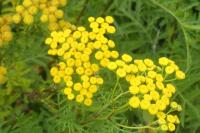 Tanacetum vulgare