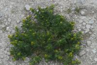 Matricaria discoidea