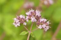 Origanum vulgare
