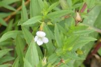 Gratiola officinalis
