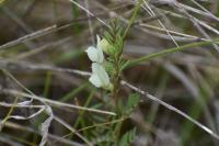 Vicia lutea