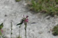 Onobrychis viciifolia