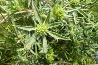 Eryngium campestre