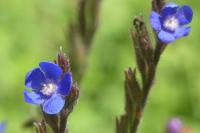 Anchusa officinalis