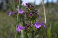 Clinopodium vulgare