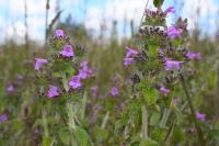 Clinopodium vulgare