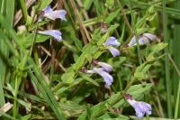 Scutellaria galericulata