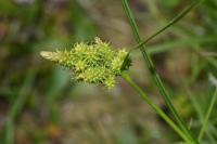 Carex viridula