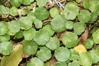 Hydrocotyle vulgaris