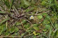 Baldellia ranunculoides