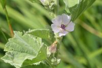 Althaea officinalis