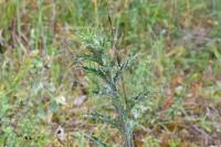 Carlina vulgaris