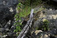 Eupatorium cannabinum