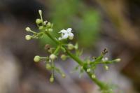 Galium album