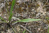 Plantago lanceolata