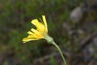 Hieracium maculatum