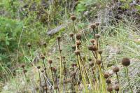 Globularia bisnagarica