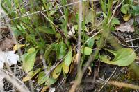 Globularia bisnagarica