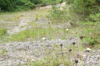 Globularia bisnagarica
