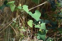 Aristolochia clematitis