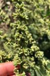 Beta trigyna