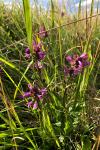 Betonica officinalis