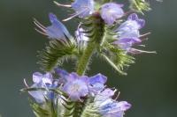 Echium vulgare