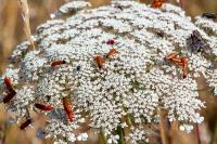 Daucus carota