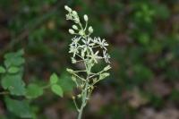 Loncomelos pyrenaicus