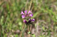 Clinopodium vulgare