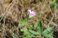 Malva setigera