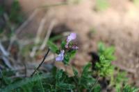 Teucrium chamaedrys