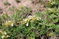 Teucrium montanum