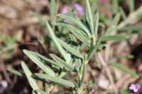 Helianthemum apenninum