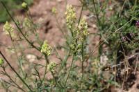 Reseda lutea