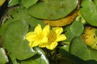 Nymphoides peltata