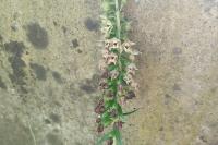 Epipactis helleborine