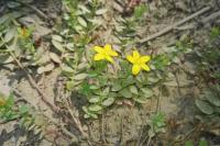 Hypericum humifusum