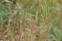 Anisantha sterilis