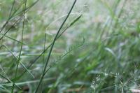 Trocdaris verticillatum