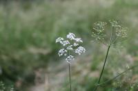 Trocdaris verticillatum