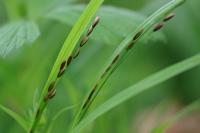 Melica uniflora