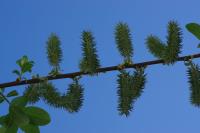 Salix cinerea