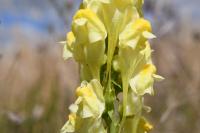 Linaria vulgaris