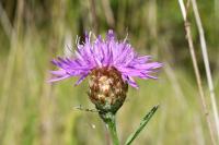 Centaurea jacea