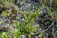 Cotoneaster horizontalis