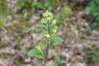 Inula